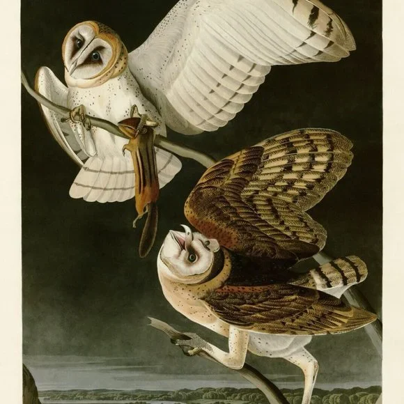 Large Barn Owl J.J. Audubon Print on Canvas Plate CLXXL Authentic Repro